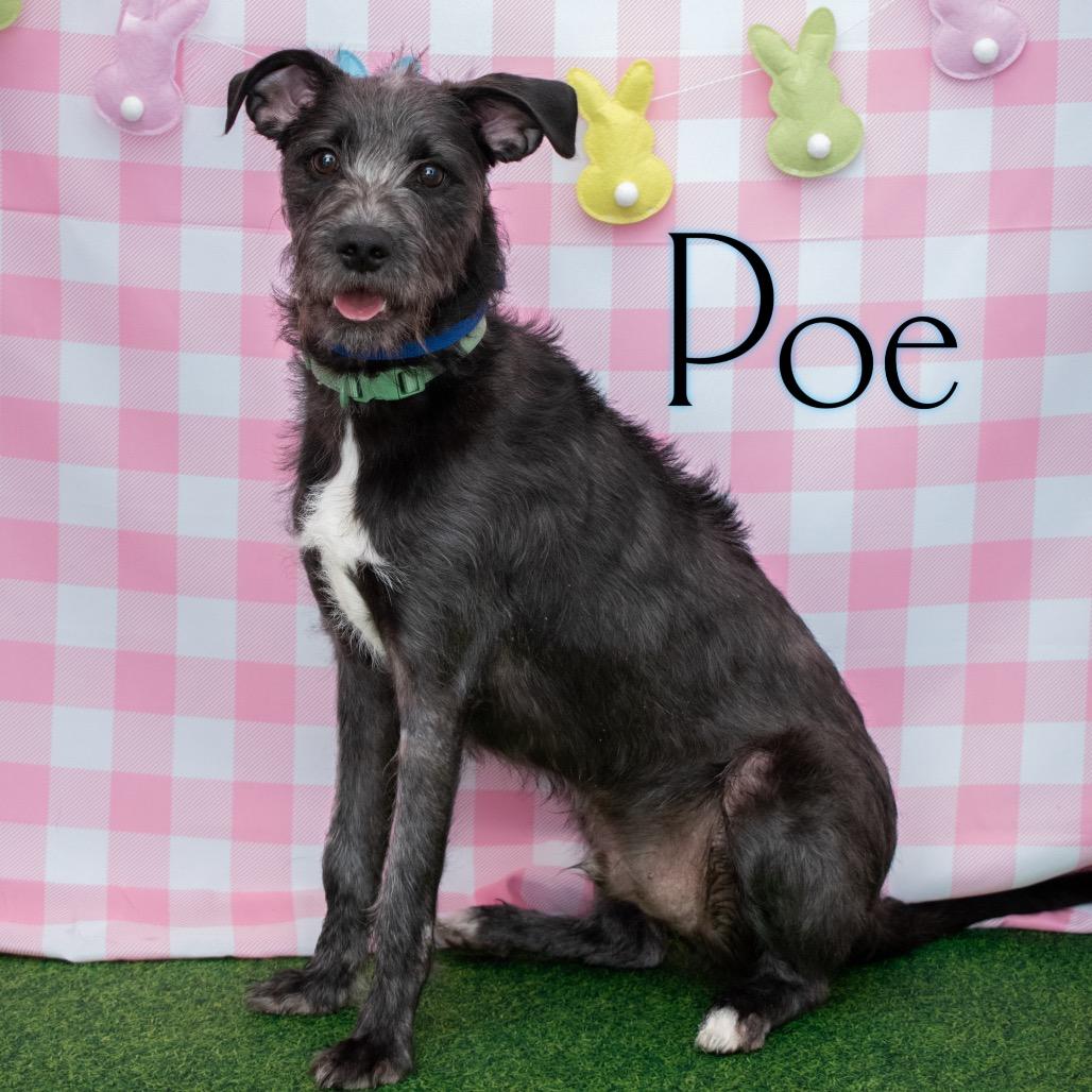 Poe, Adoptable, Young Male Terrier.
