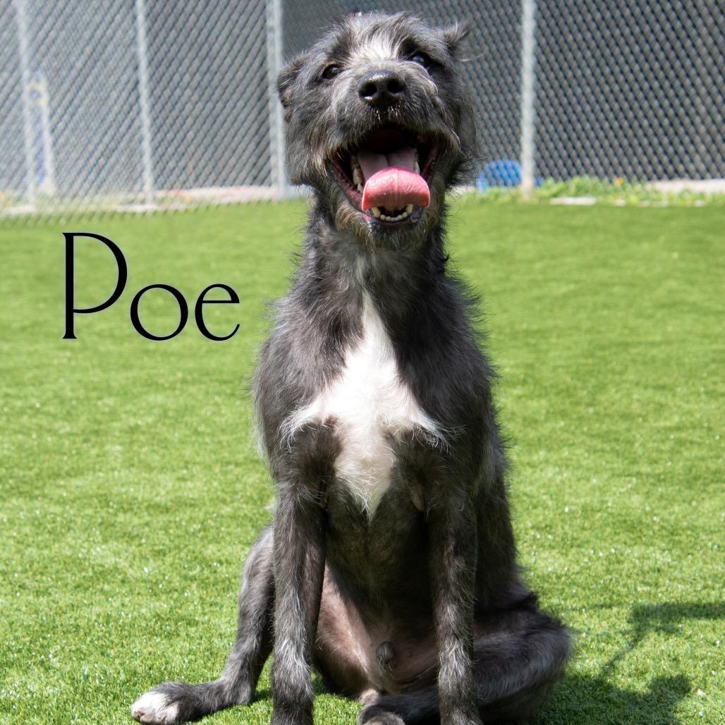 Enlarge Poe, a Adoptable mixed breed in Parkersburg, WV image 2/4
