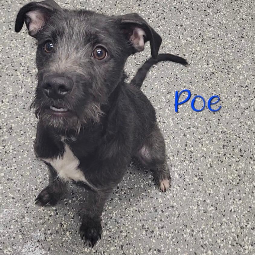 Enlarge Poe, a Adoptable mixed breed in Parkersburg, WV image 3/4