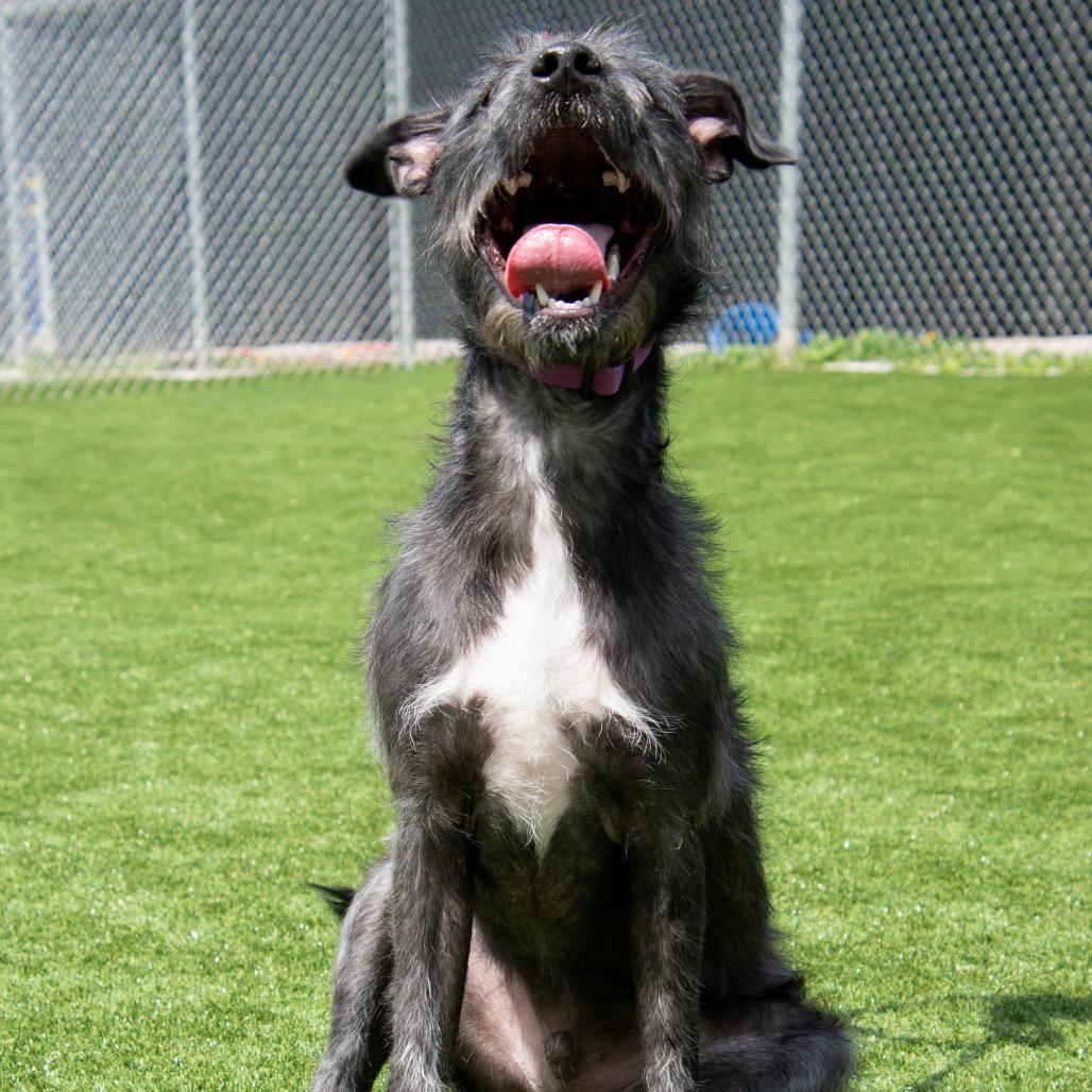 Enlarge Poe, a Adoptable mixed breed in Parkersburg, WV image 4/4