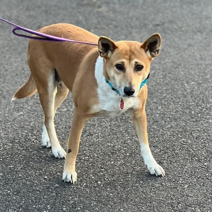 Marley, a Adoptable mixed breed in Breinigsville, PA image 3/6