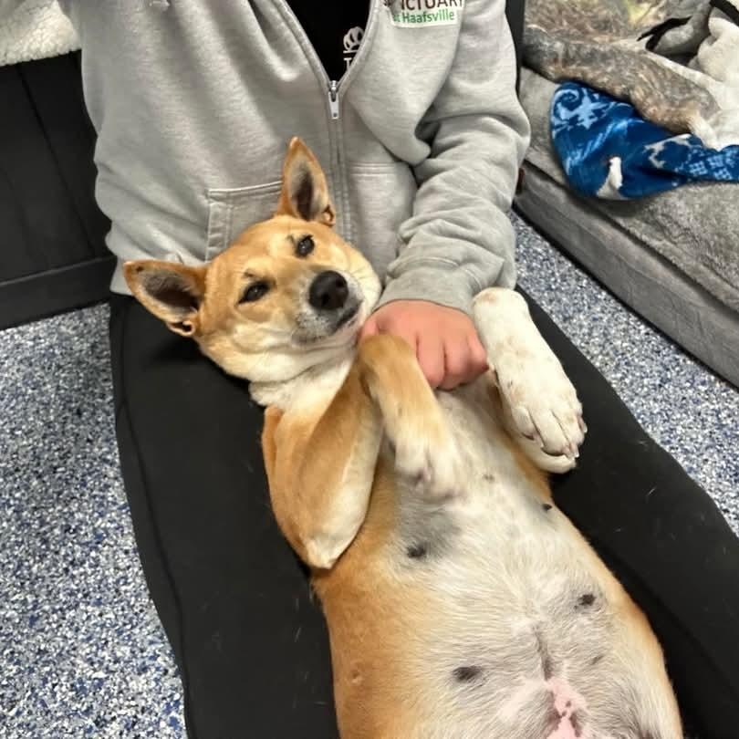 Marley, a Adoptable mixed breed in Breinigsville, PA image 2/6