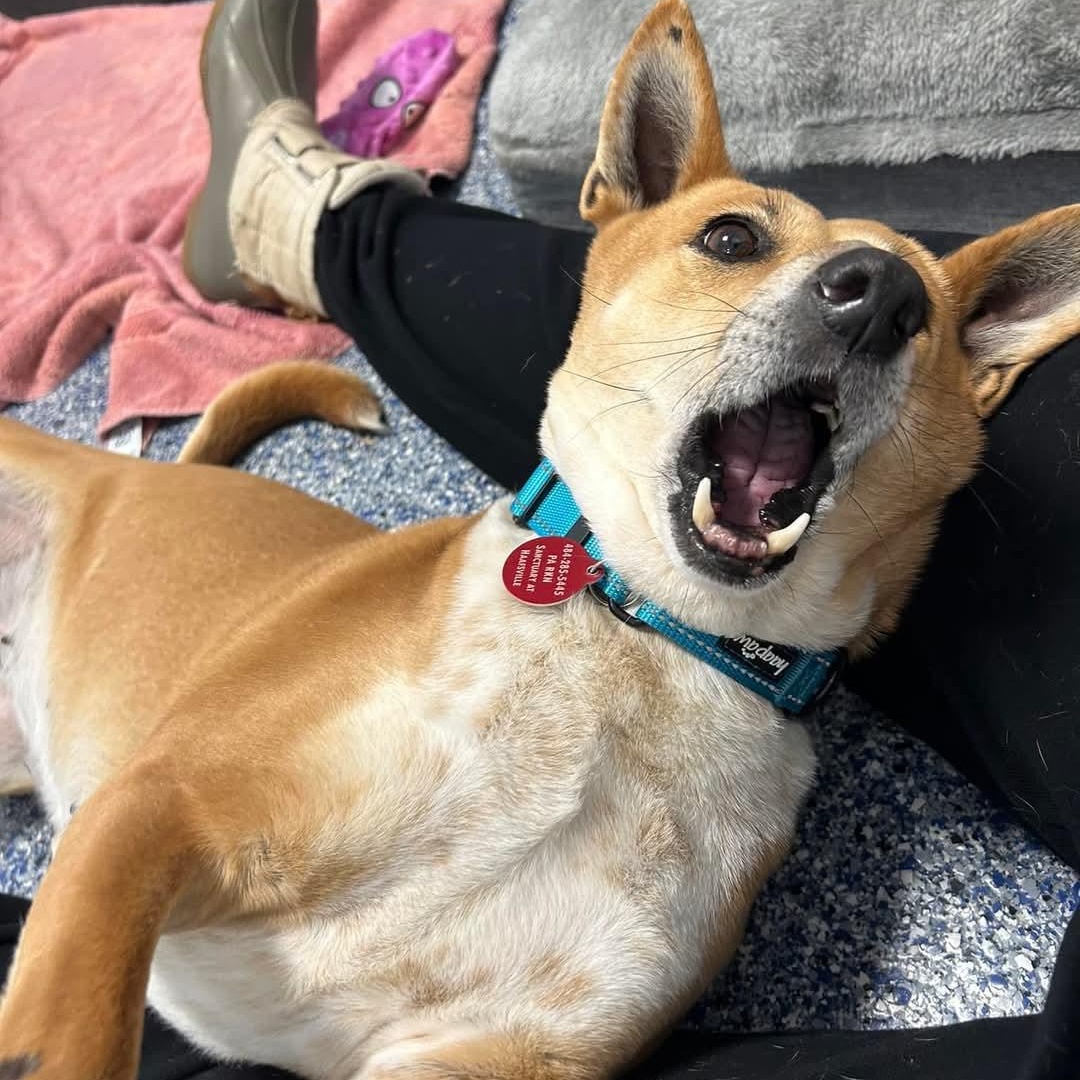 Marley, a Adoptable mixed breed in Breinigsville, PA image 6/6