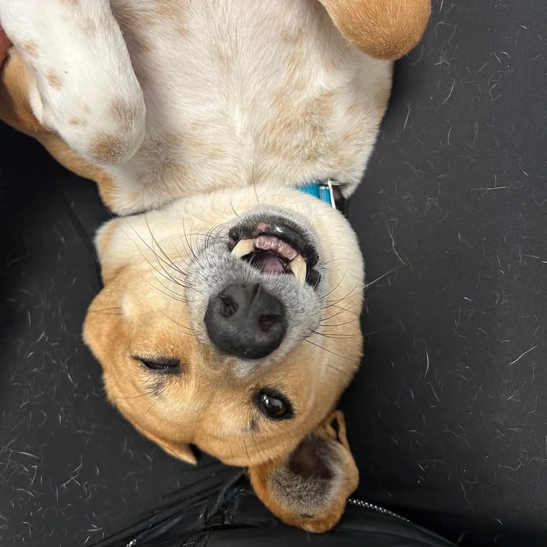 Marley, a Adoptable mixed breed in Breinigsville, PA image 5/6