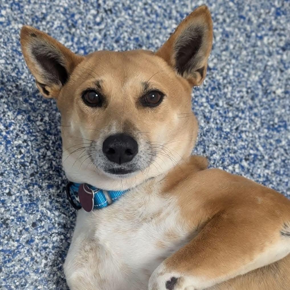 Marley, a Adoptable mixed breed in Breinigsville, PA image 1/6