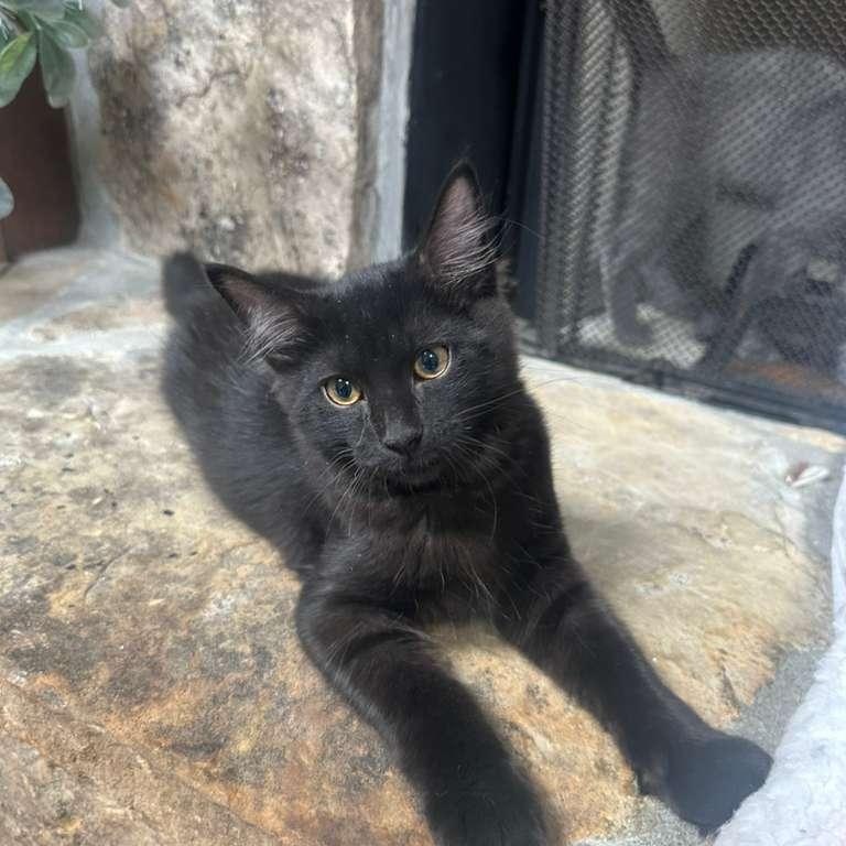 Bubbles (bonded with Doodle), Adoptable, Kitten Male Domestic Medium Hair.