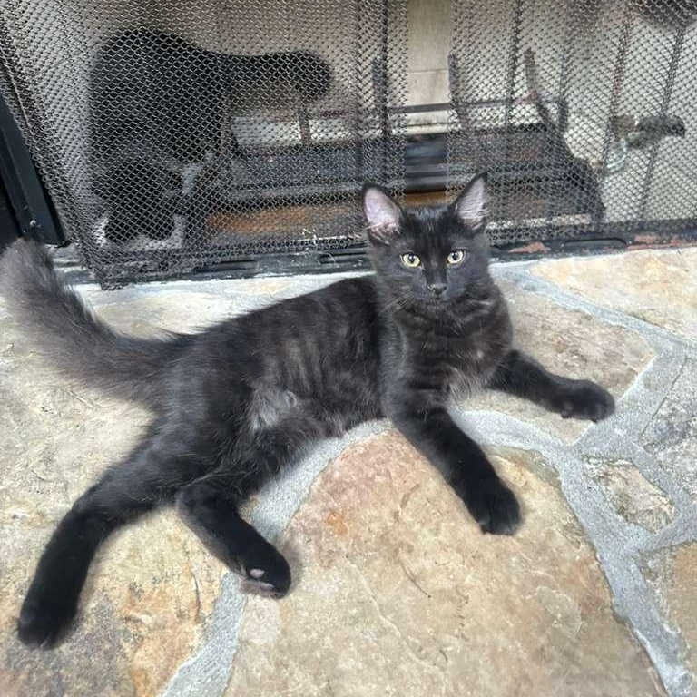 Enlarge Bubbles (bonded with Doodle), a Adoptable Domestic Medium Hair in Lawrenceville, GA image 2/5