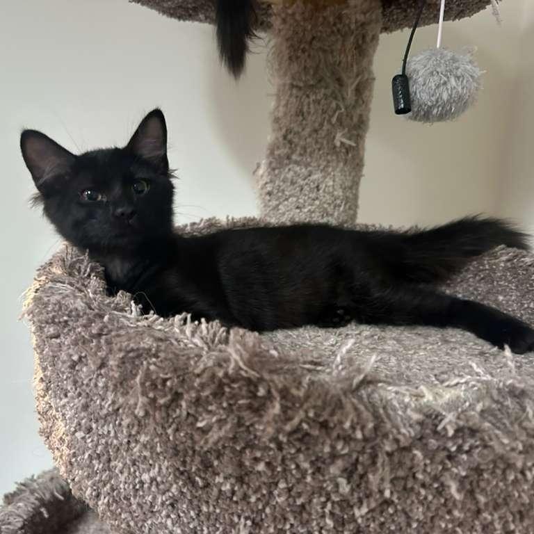 Enlarge Bubbles (bonded with Doodle), a Adoptable Domestic Medium Hair in Lawrenceville, GA image 3/5