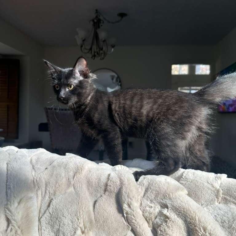 Enlarge Bubbles (bonded with Doodle), a Adoptable Domestic Medium Hair in Lawrenceville, GA image 4/5