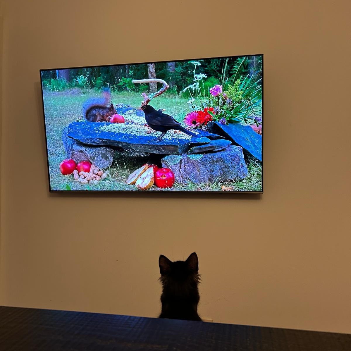 Enlarge Bubbles (bonded with Doodle), a Adoptable Domestic Medium Hair in Lawrenceville, GA image 5/5