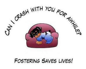 Enlarge FOSTER HOMES NEEDED NOW!, a Adoptable mixed breed in Brockport, NY image 1/4