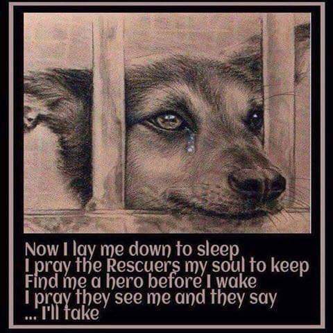 Enlarge FOSTER HOMES NEEDED NOW!, a Adoptable mixed breed in Brockport, NY image 2/4