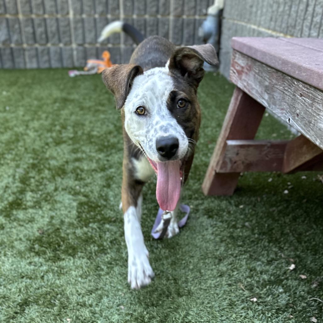 Meggy, a ADOPTABLE mixed breed in Dublin, CA image 4/5
