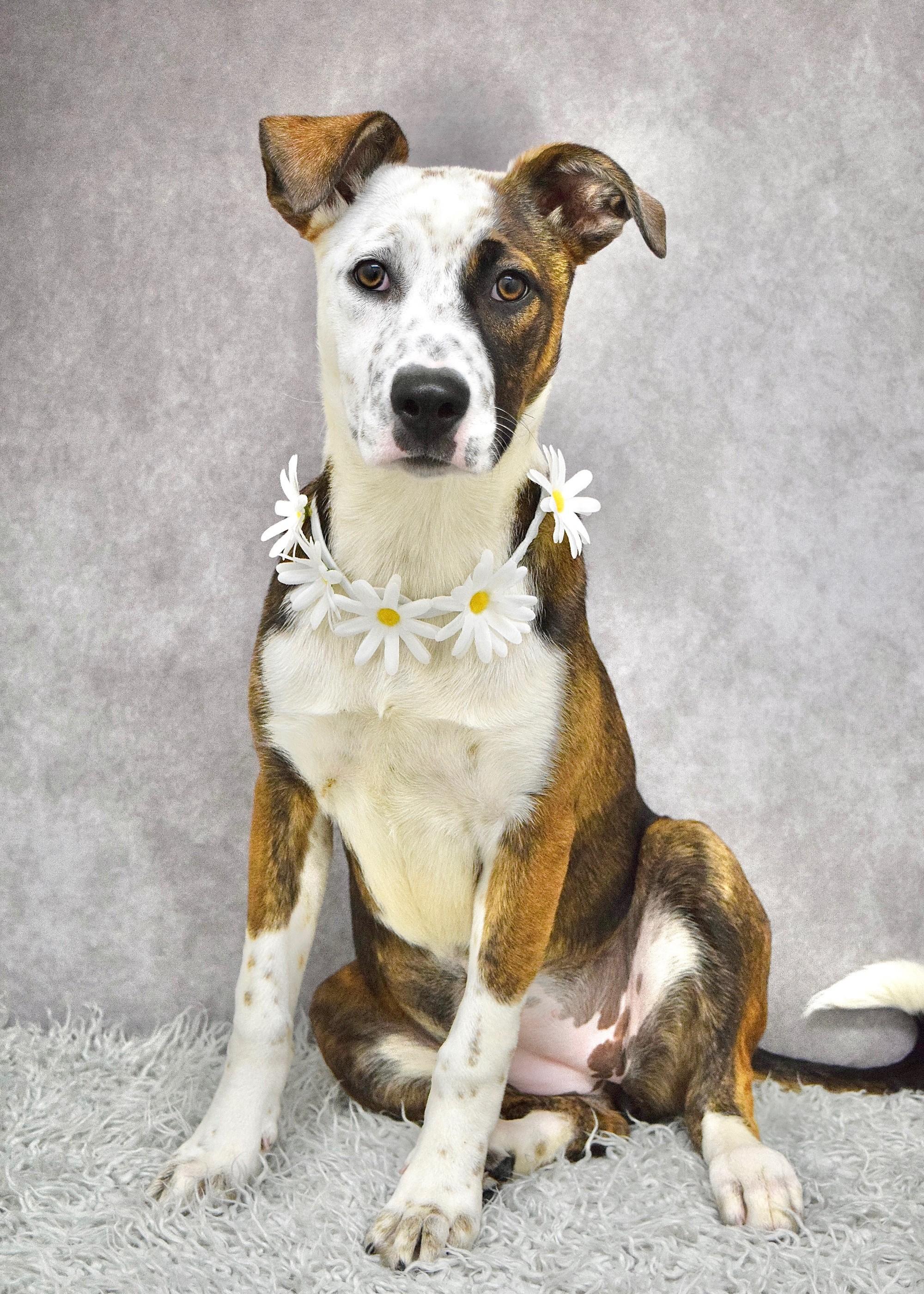 Meggy, a ADOPTABLE mixed breed in Dublin, CA image 2/2