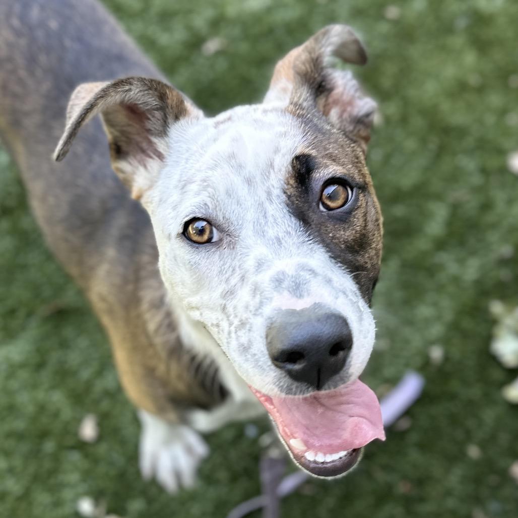 Meggy, a ADOPTABLE mixed breed in Dublin, CA image 3/5