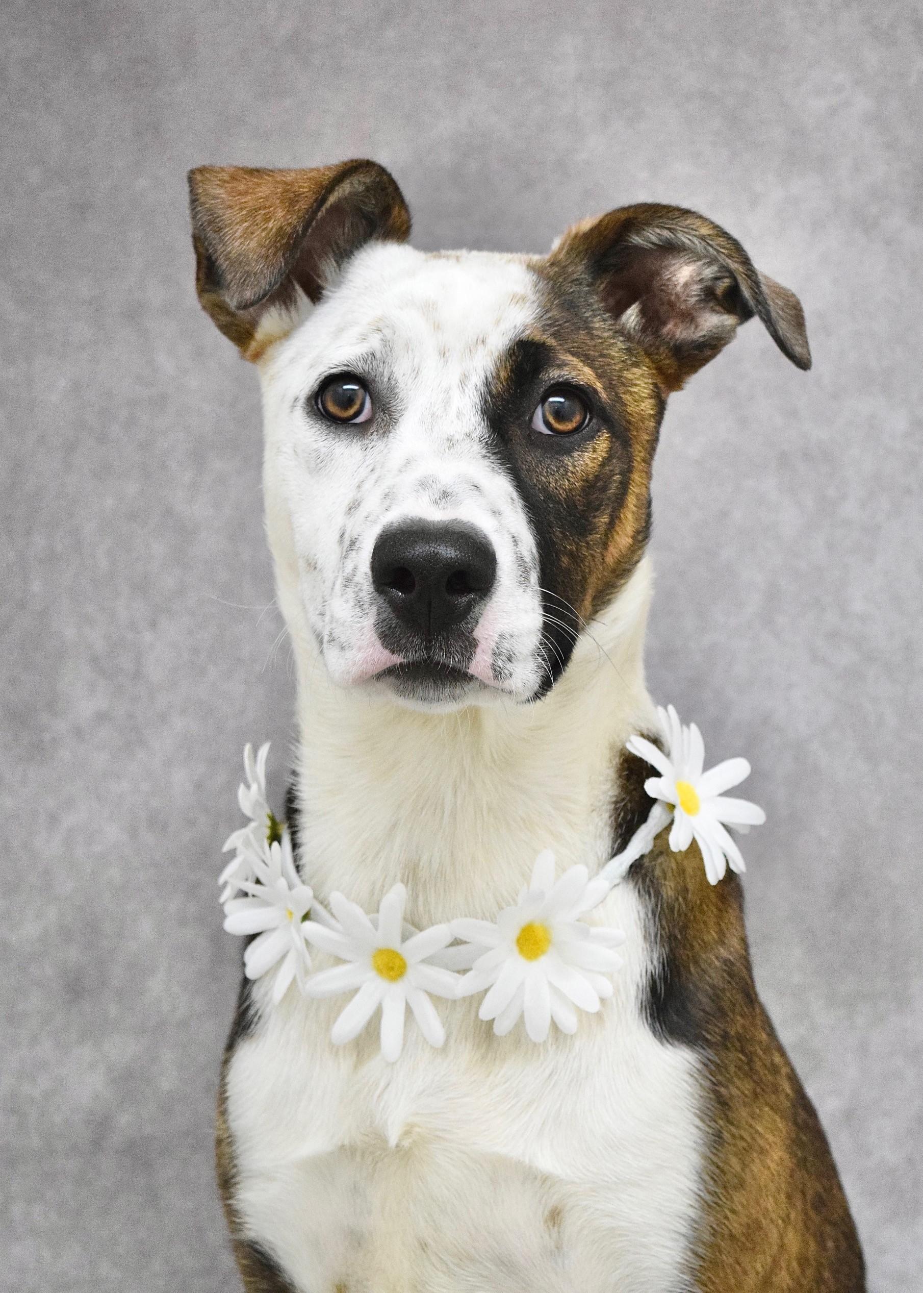 Meggy, ADOPTABLE, Puppy Female Pit Bull Terrier & Cattle Dog.