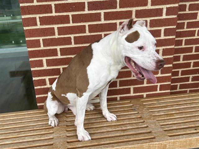 Enlarge PABLO, a Adoptable mixed breed in Grand Prairie, TX image 1/1