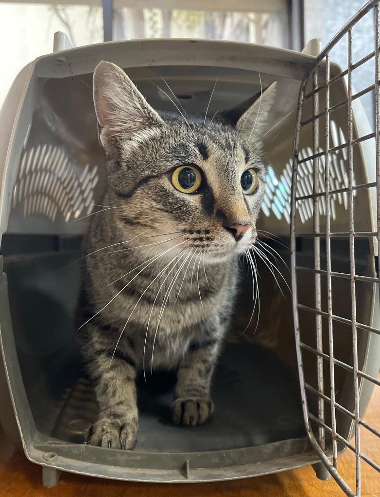 Meringue (FIV+), Adoptable, Young Female Domestic Short Hair.