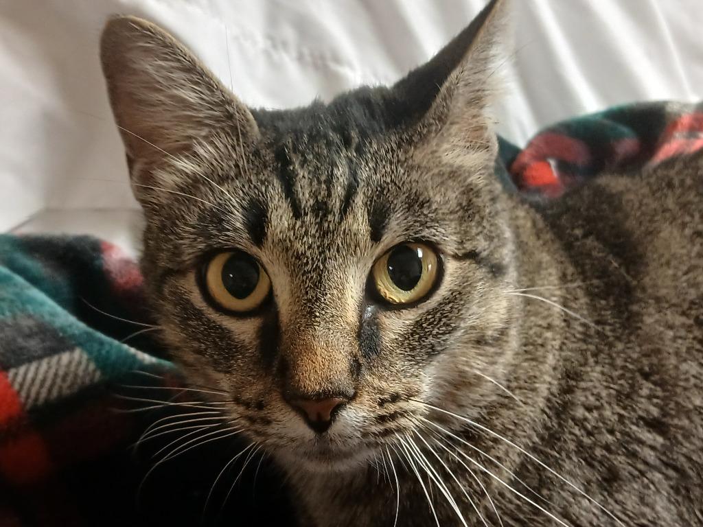 Meringue (FIV+), Adoptable, Young Female Domestic Short Hair.