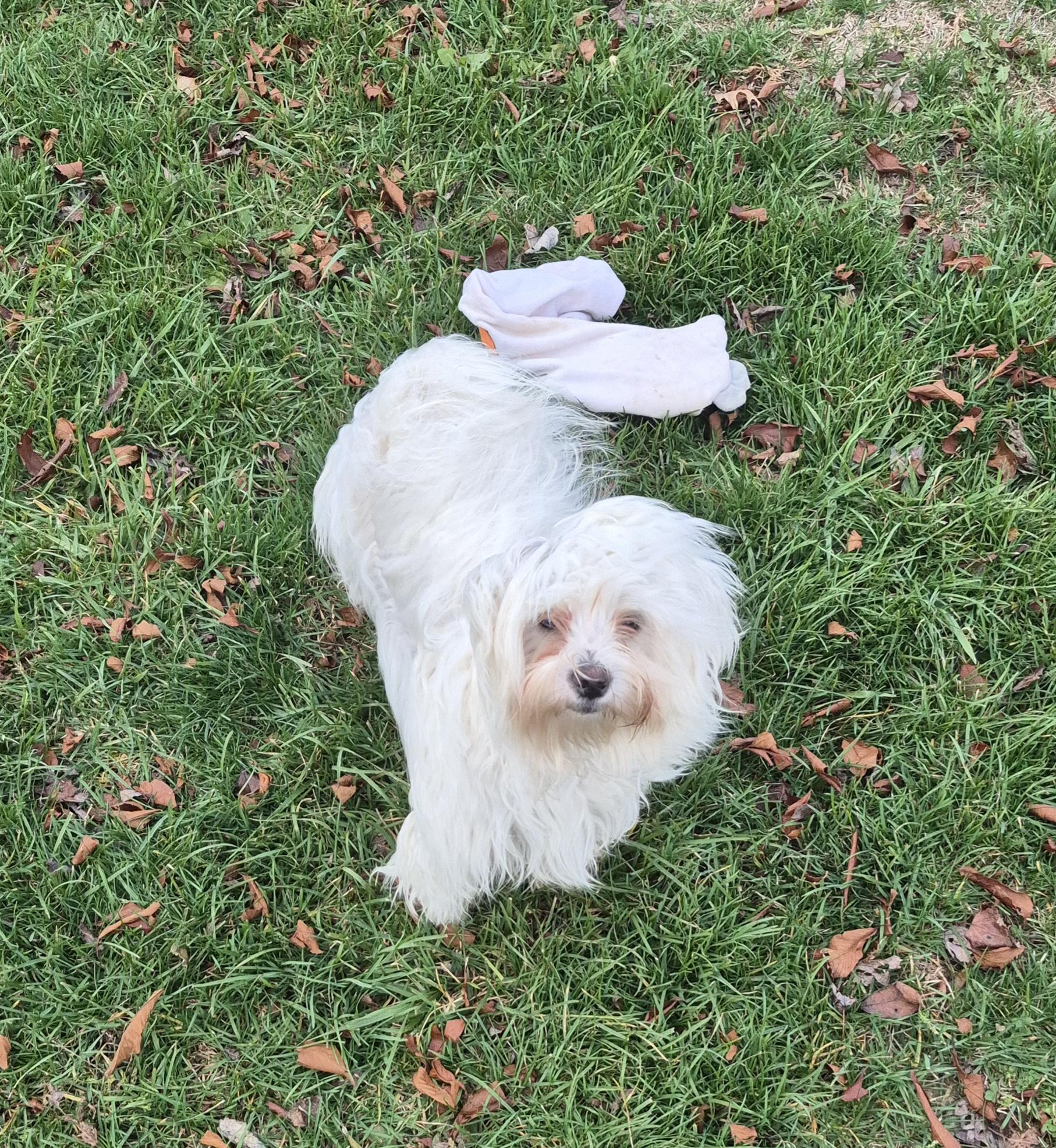 Snow, Adoptable, Young Male Maltese.