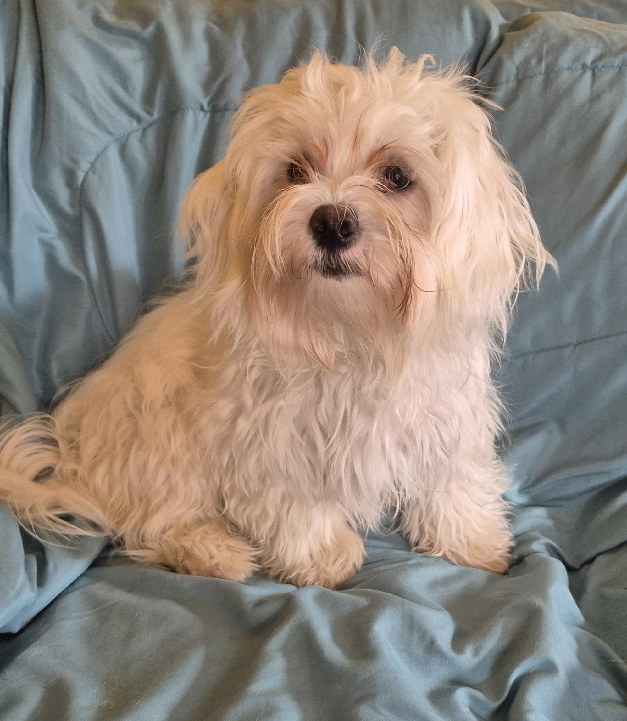 Enlarge Snow, a Adoptable Maltese in Silver Spring, MD image 2/2
