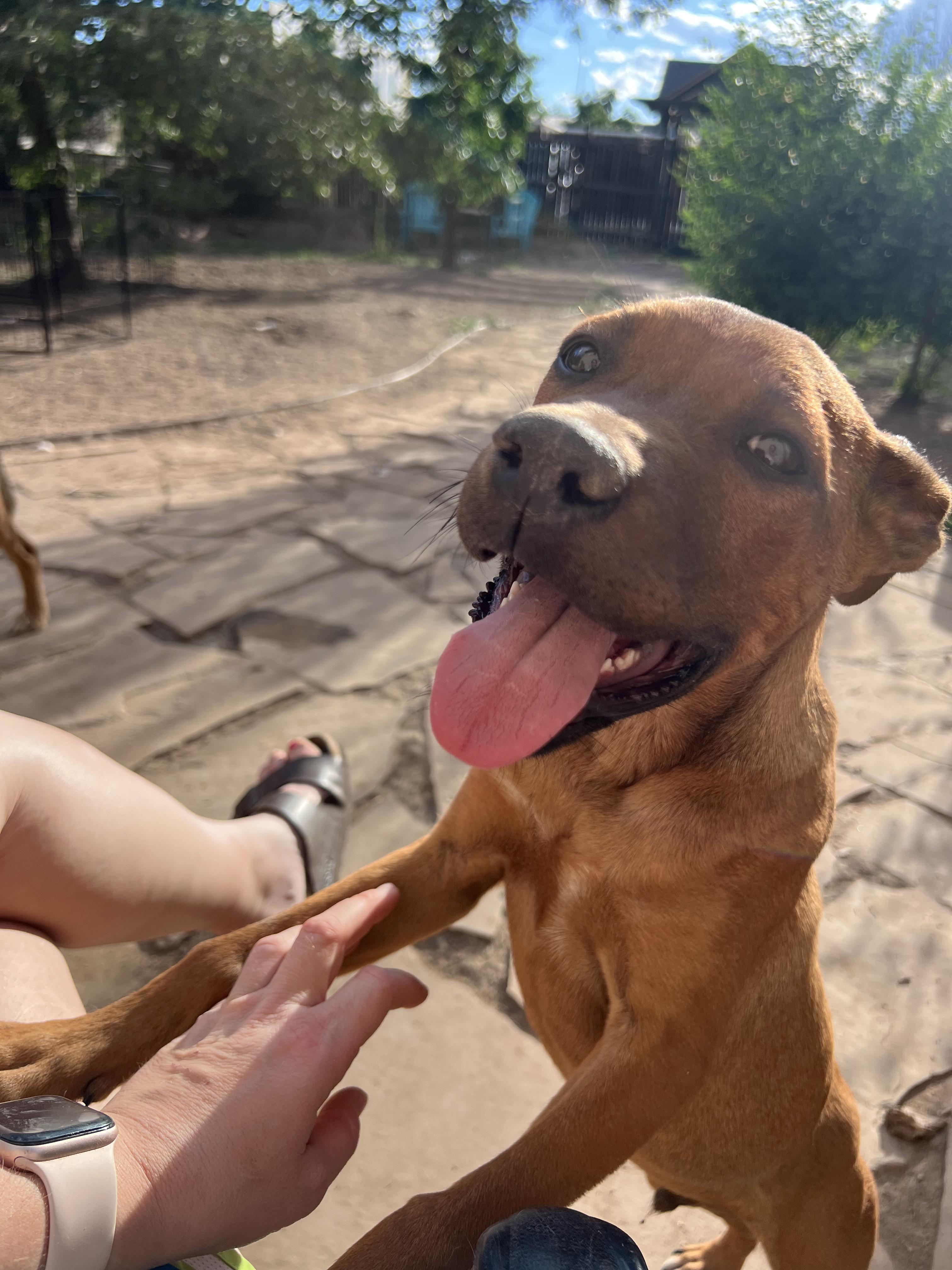 Nate, a Adoptable mixed breed in Lincoln, NE image 2/5