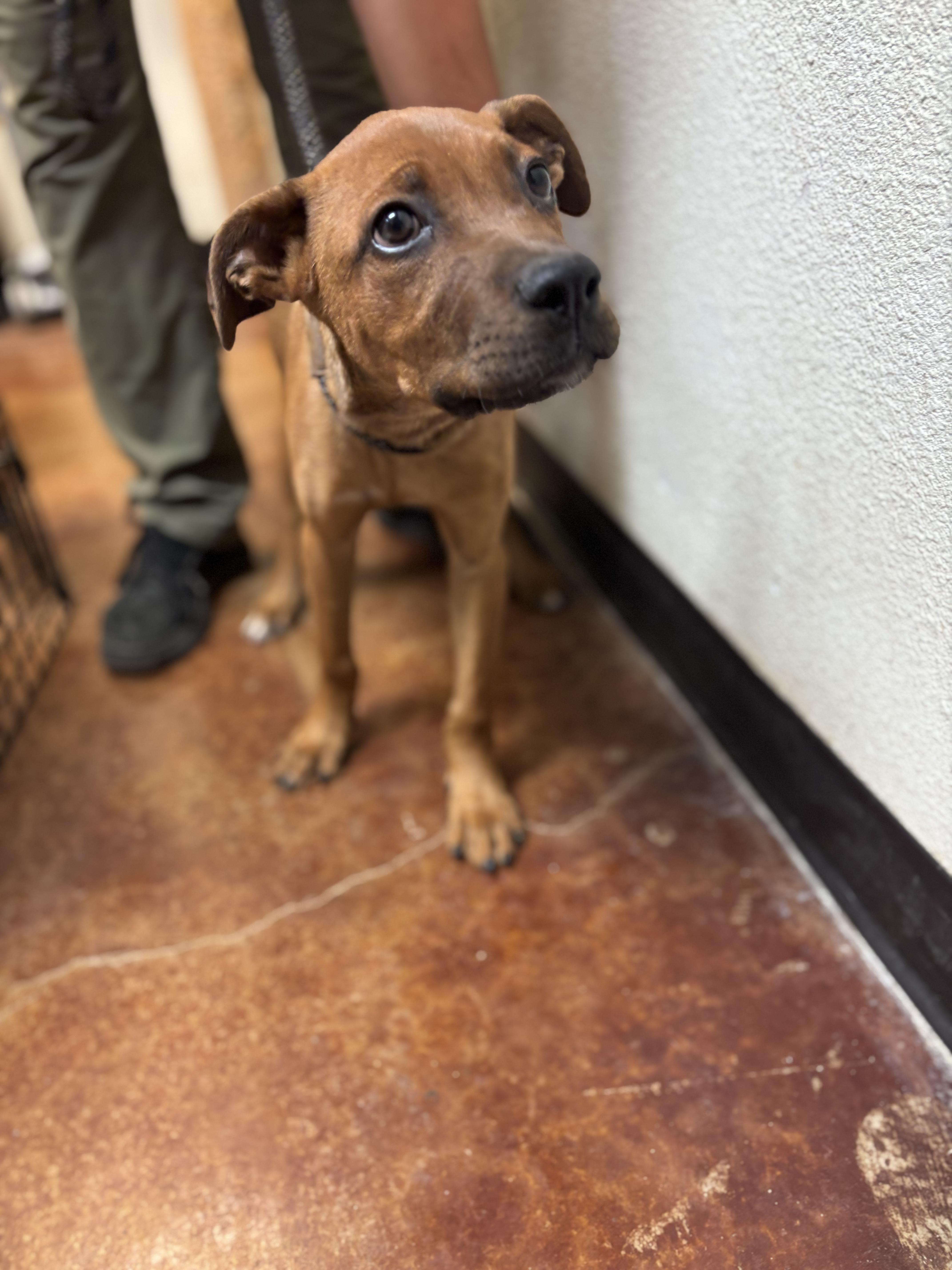 Nate, a Adoptable mixed breed in Lincoln, NE image 4/5