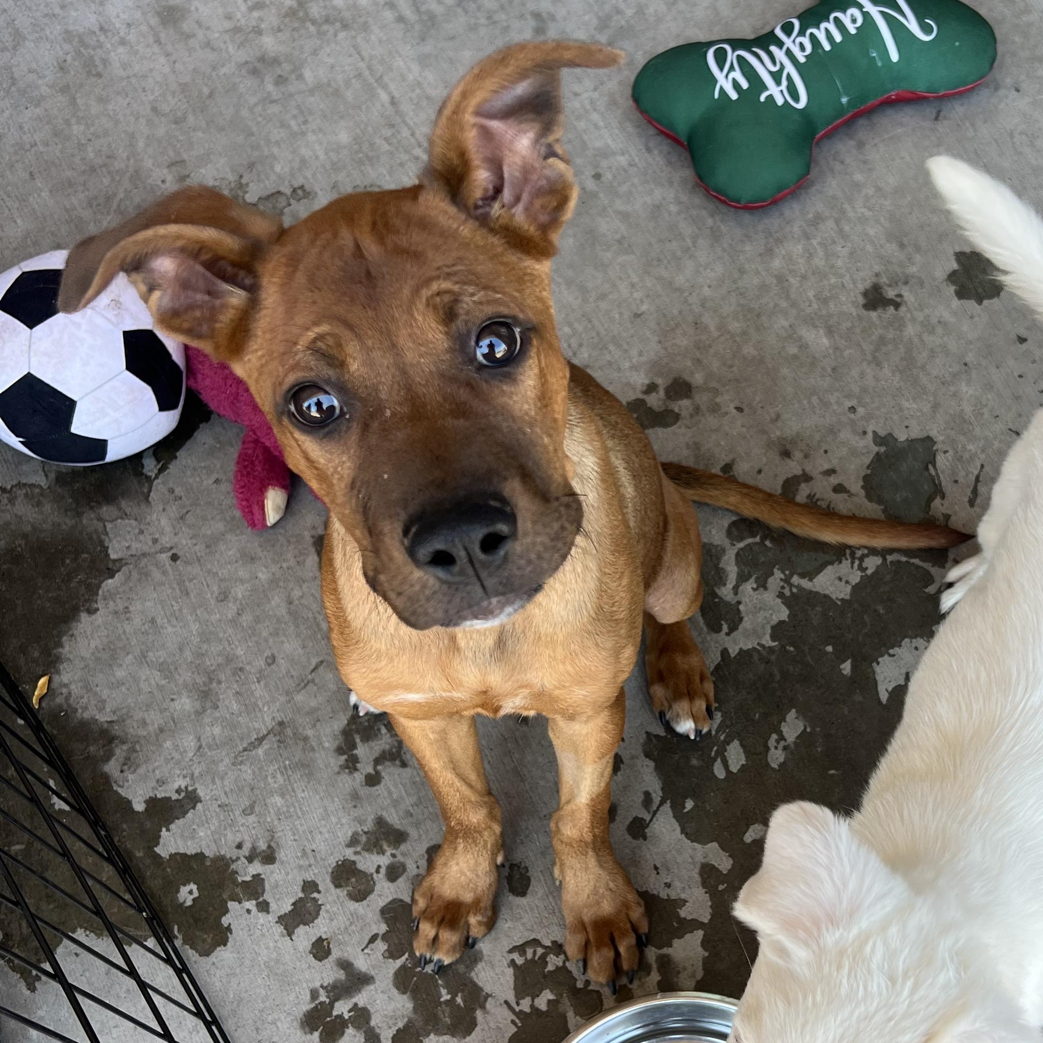 Nate, Adoptable, Young Male Black Mouth Cur & Mixed Breed.