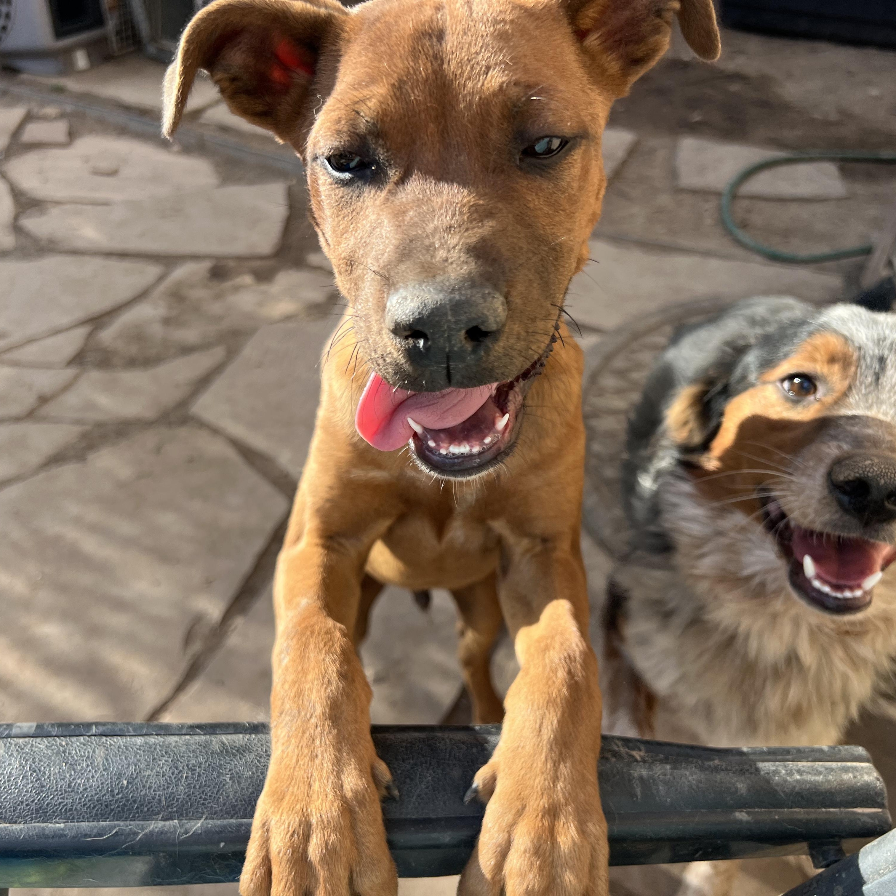 Nate, a Adoptable mixed breed in Lincoln, NE image 3/5