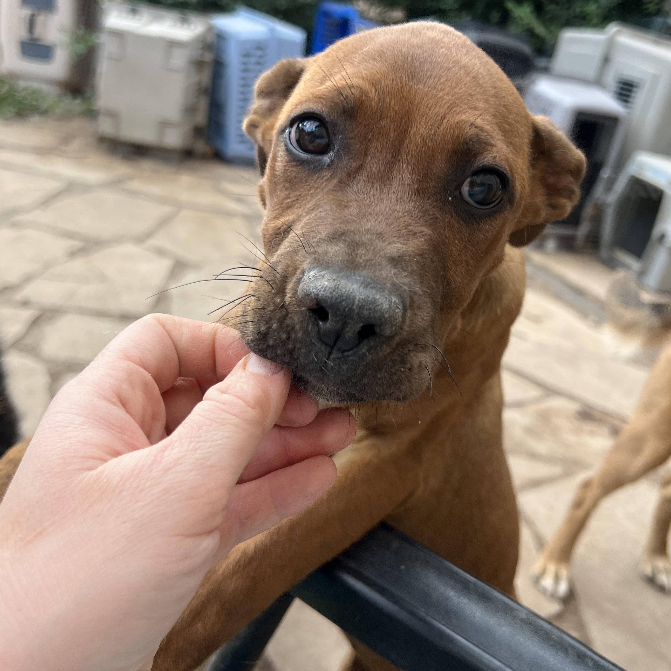 Nate, a Adoptable mixed breed in Lincoln, NE image 5/5