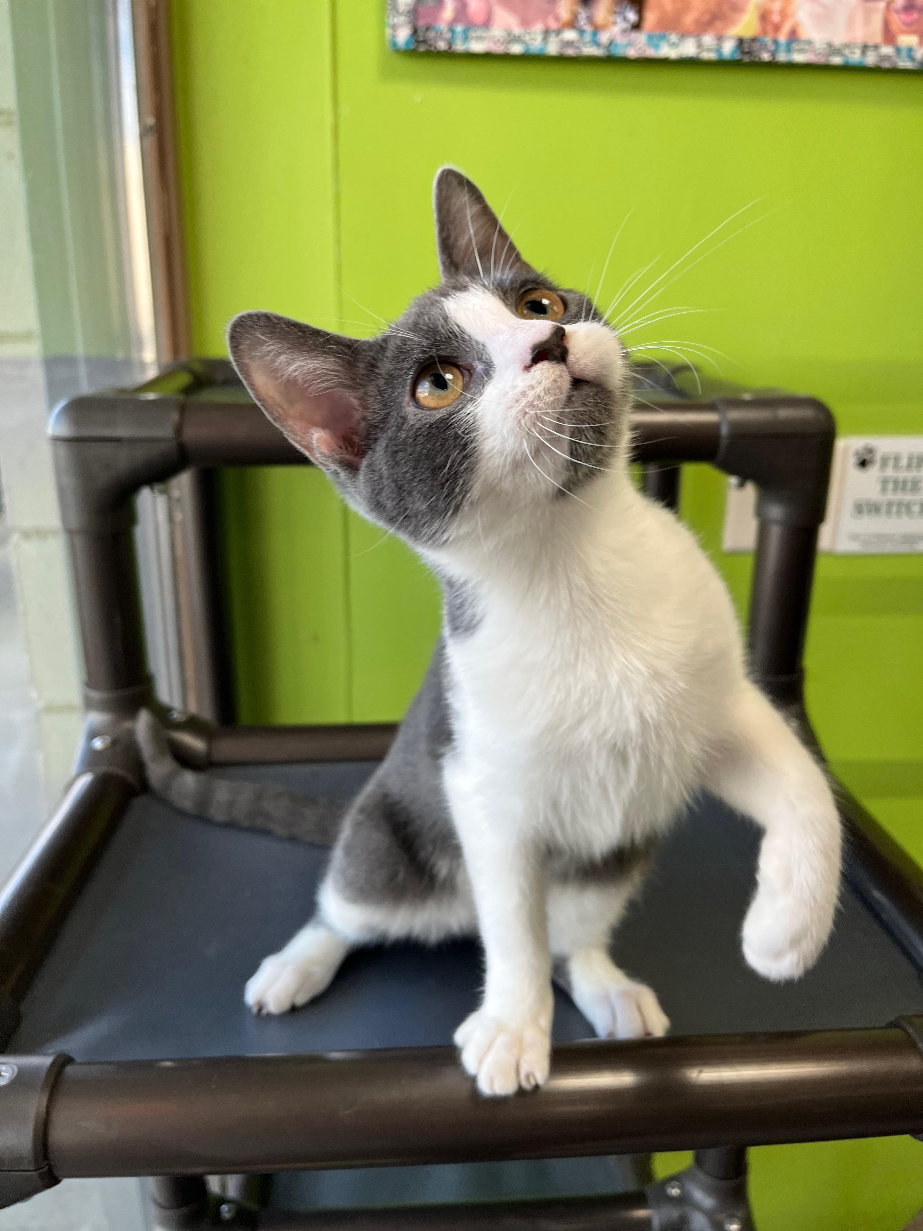 Dolly Pawton, Adoptable, Kitten Female Domestic Short Hair.
