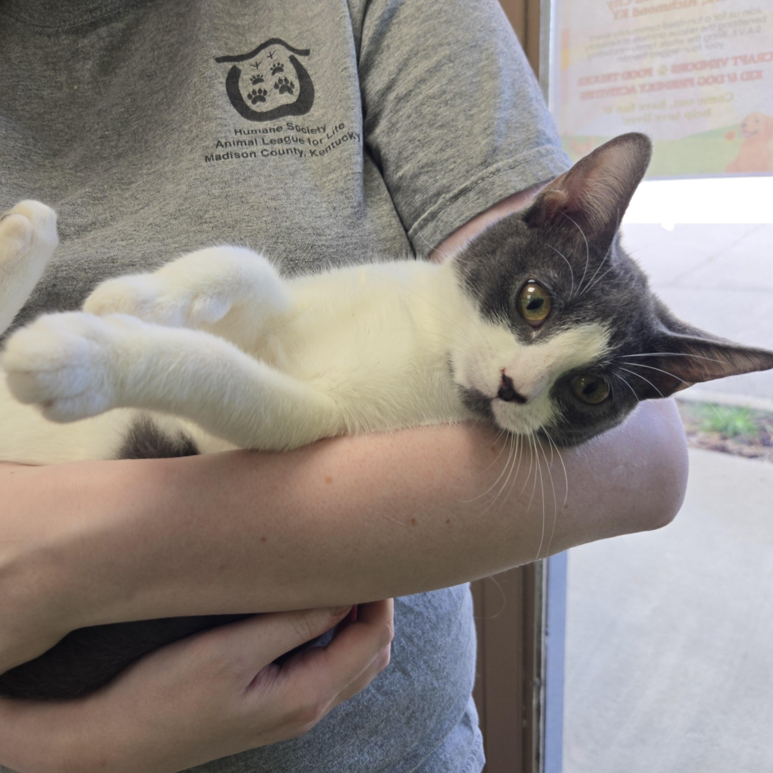 Enlarge Dolly Pawton, a Adoptable Domestic Short Hair in Richmond, KY image 4/6