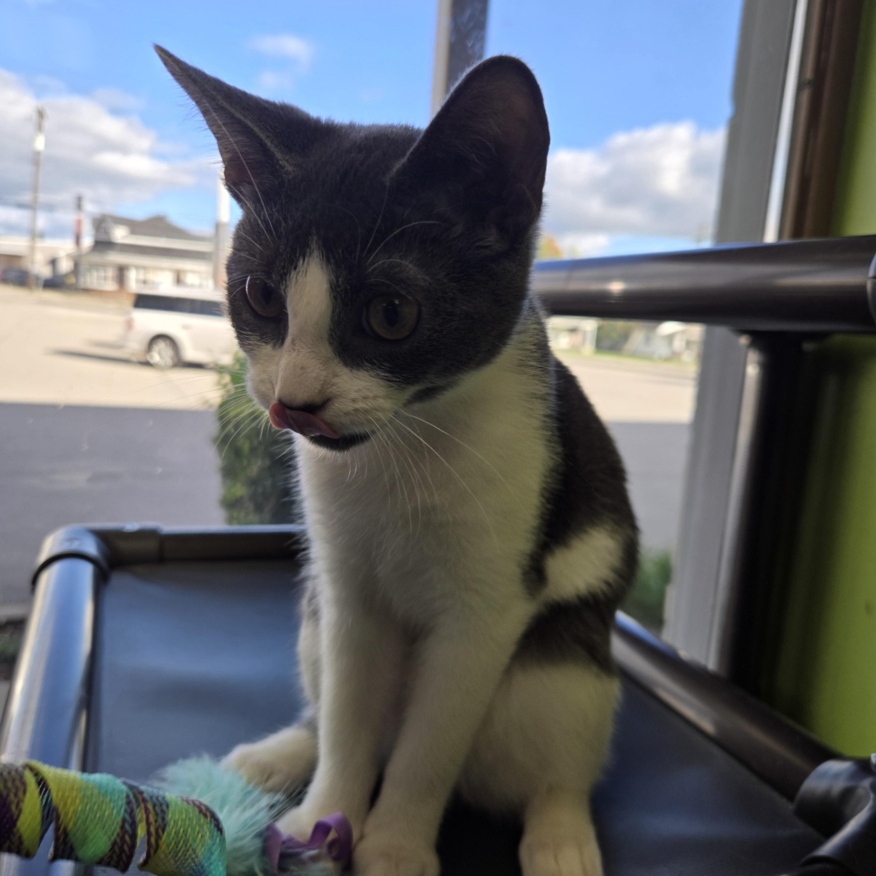 Enlarge Dolly Pawton, a Adoptable Domestic Short Hair in Richmond, KY image 5/6
