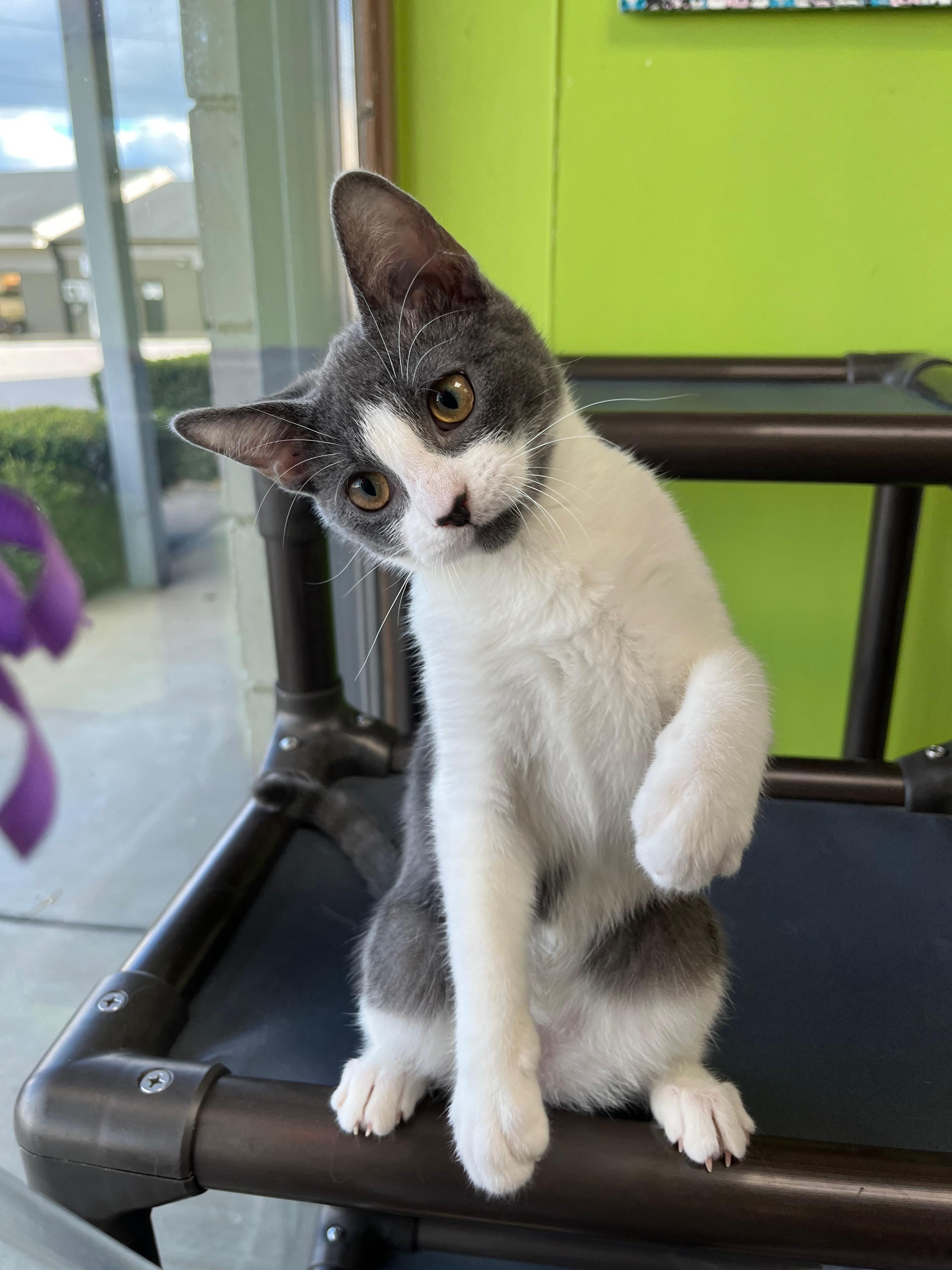 Enlarge Dolly Pawton, a Adoptable Domestic Short Hair in Richmond, KY image 6/6