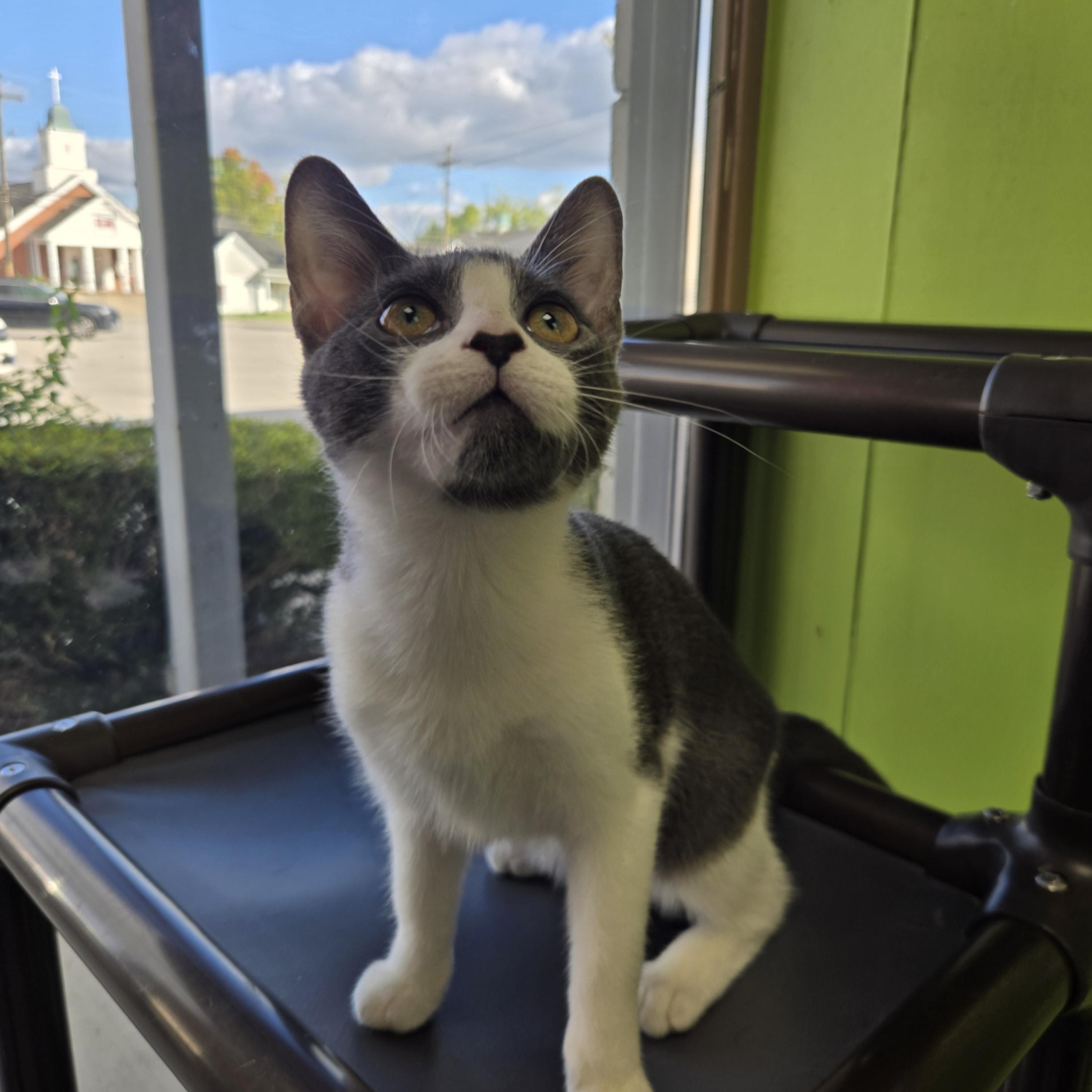 Enlarge Dolly Pawton, a Adoptable Domestic Short Hair in Richmond, KY image 2/6