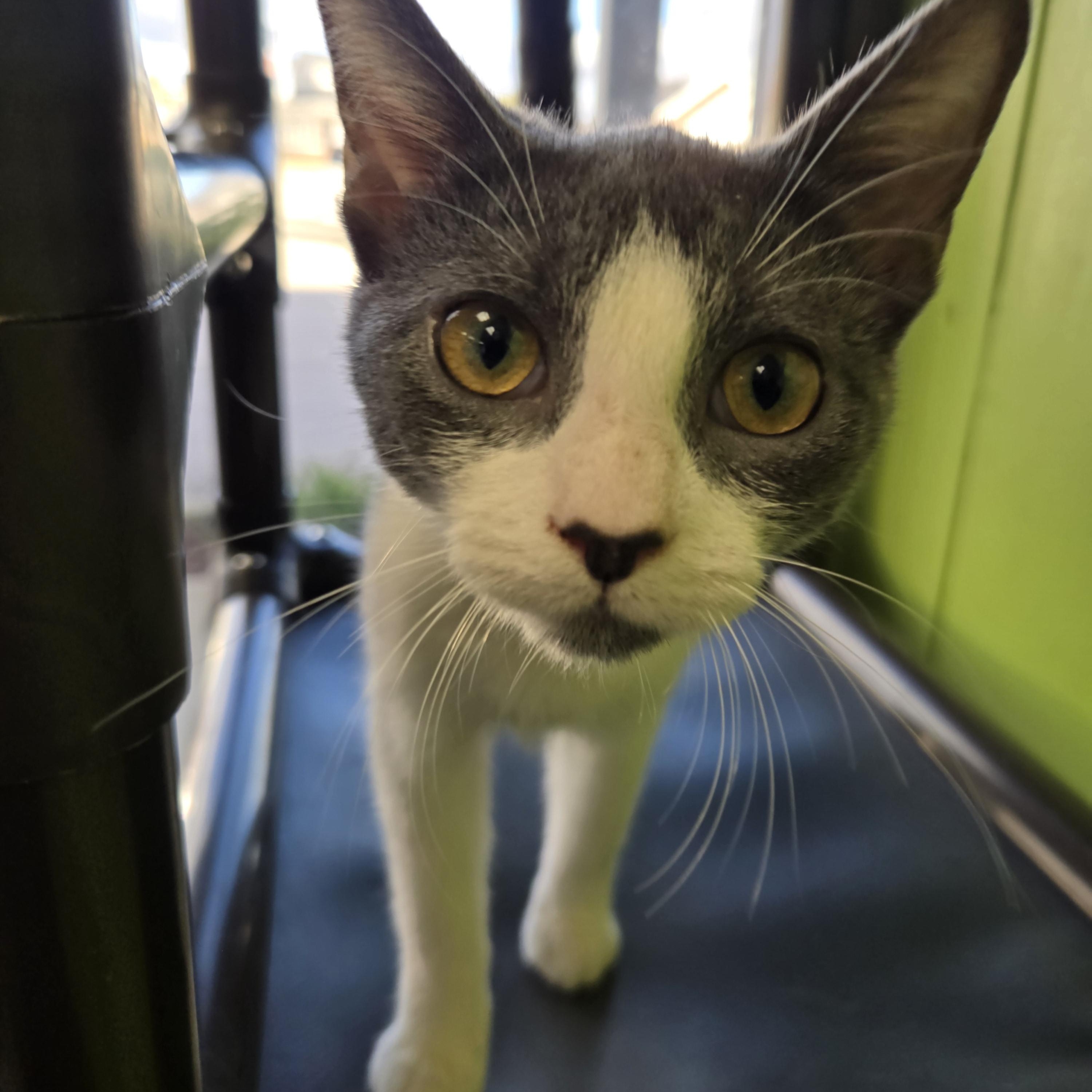 Enlarge Dolly Pawton, a Adoptable Domestic Short Hair in Richmond, KY image 3/6