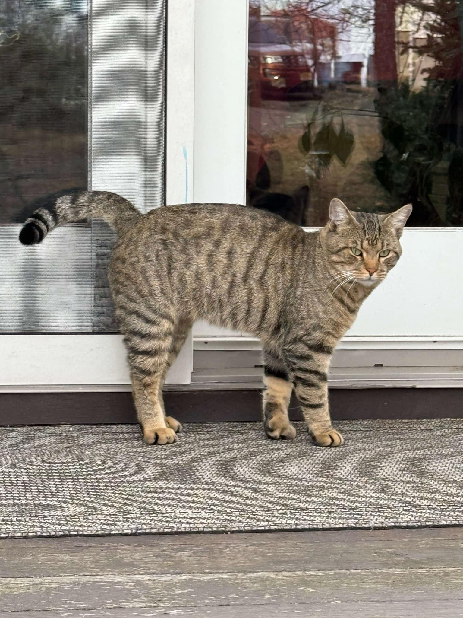 Enlarge William, a Adoptable Domestic Short Hair in North Haledon, NJ image 1/6