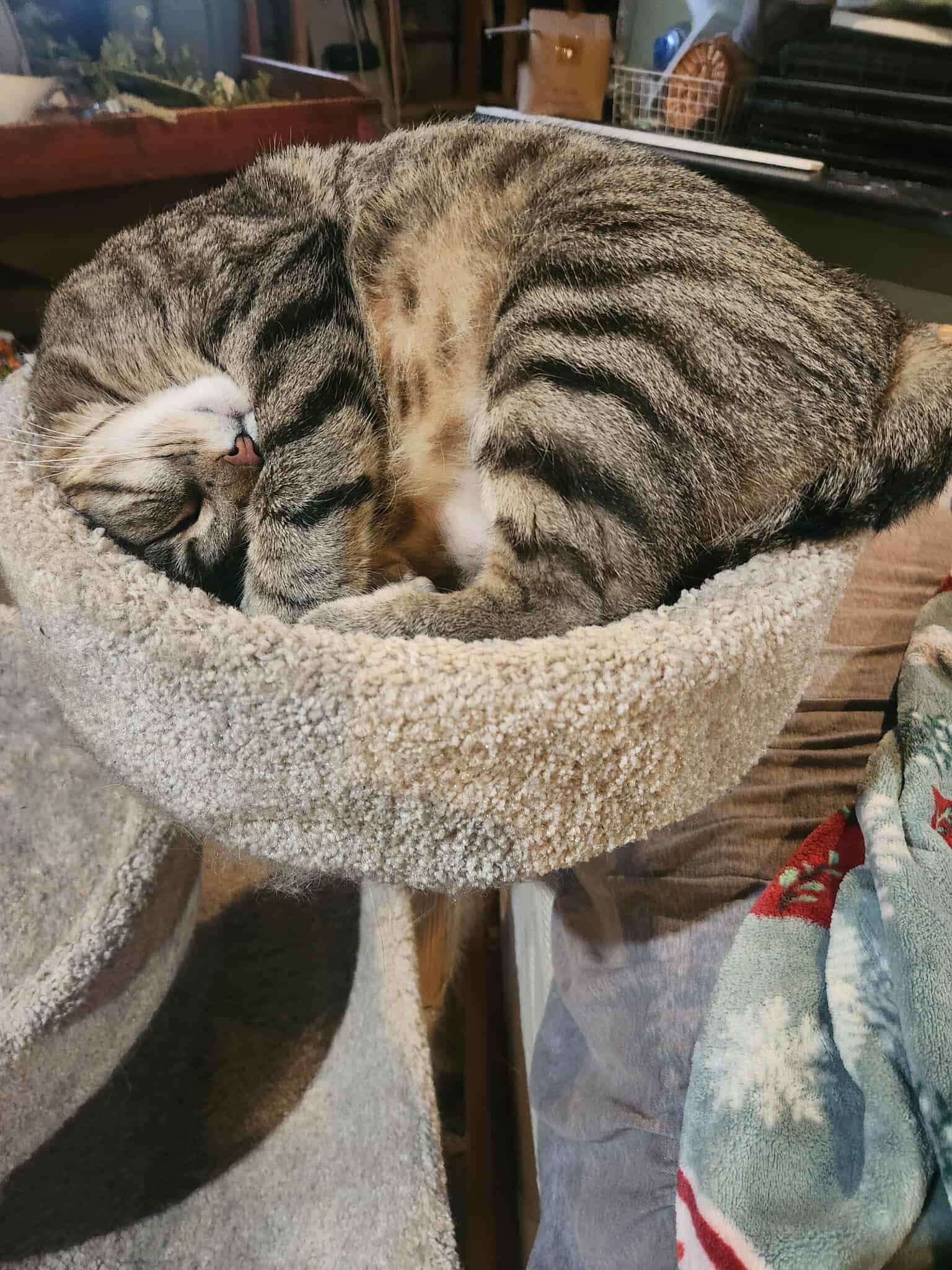 Enlarge William, a Adoptable Domestic Short Hair in North Haledon, NJ image 2/6