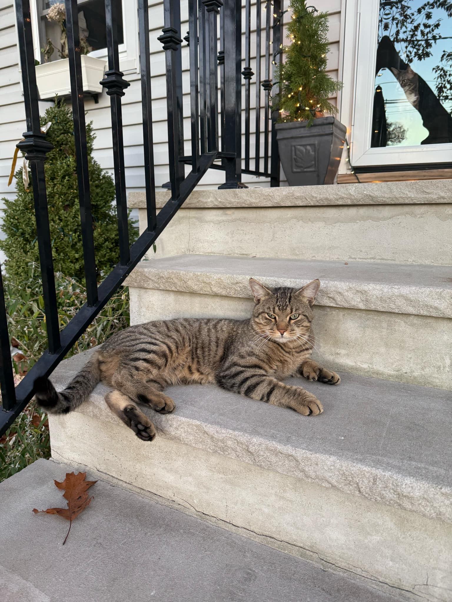 Enlarge William, a Adoptable Domestic Short Hair in North Haledon, NJ image 3/6