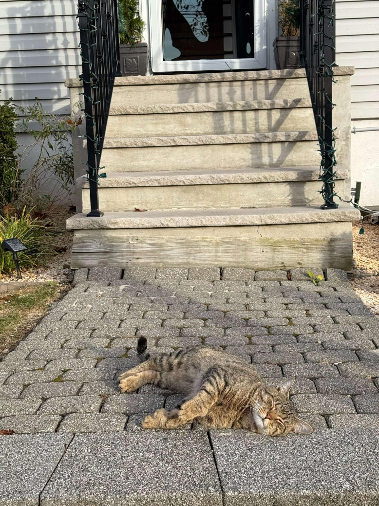 Enlarge William, a Adoptable Domestic Short Hair in North Haledon, NJ image 5/6