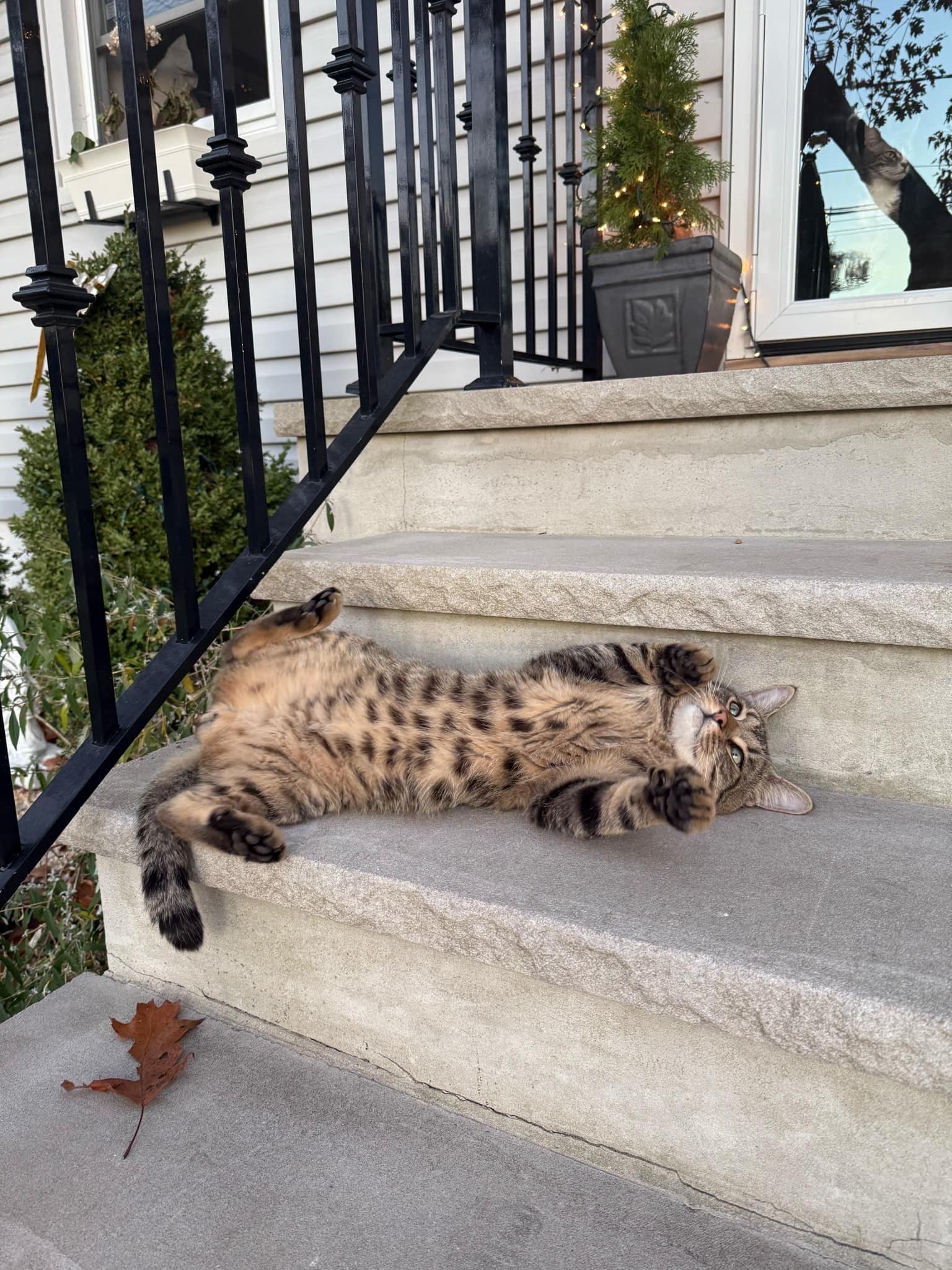 Enlarge William, a Adoptable Domestic Short Hair in North Haledon, NJ image 6/6