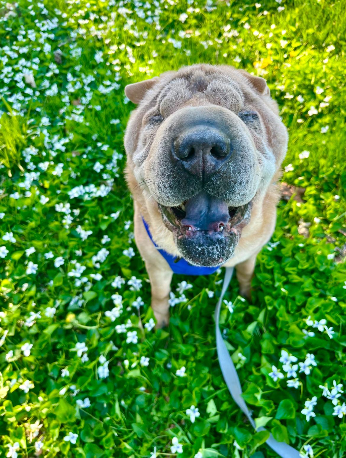 Mabel photo 5
