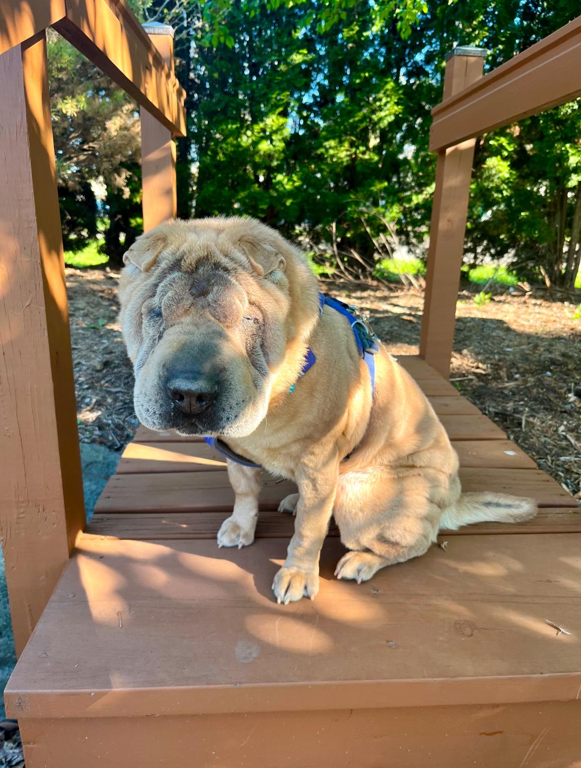 Mabel, Senior Female unknown