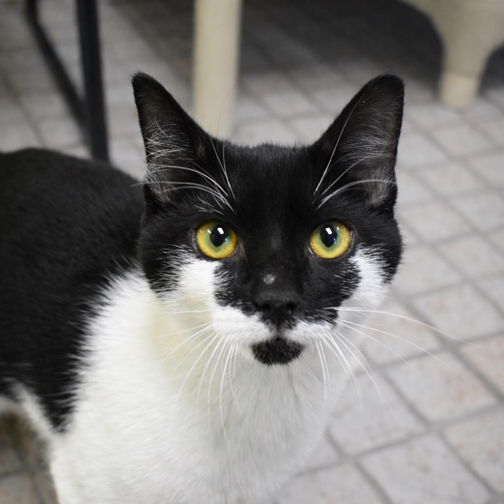 Forest, Adoptable, Kitten Male Domestic Short Hair.