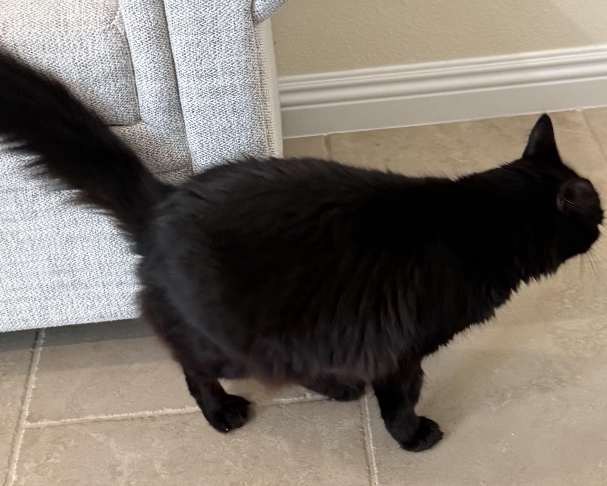 Enlarge Canelo, a Adoptable Domestic Long Hair in Sherman Oaks, CA image 4/4