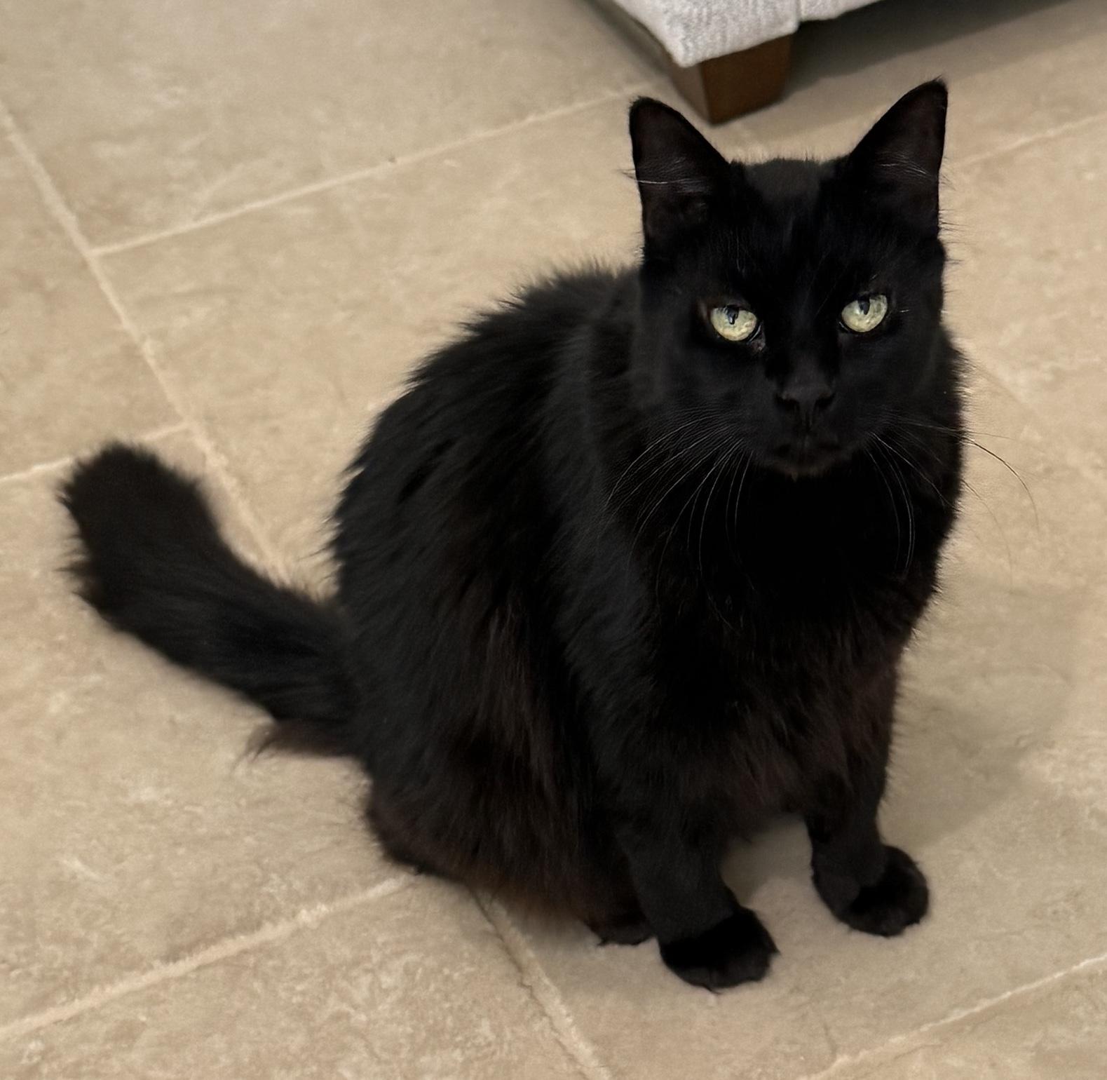 Enlarge Canelo, a Adoptable Domestic Long Hair in Sherman Oaks, CA image 2/4