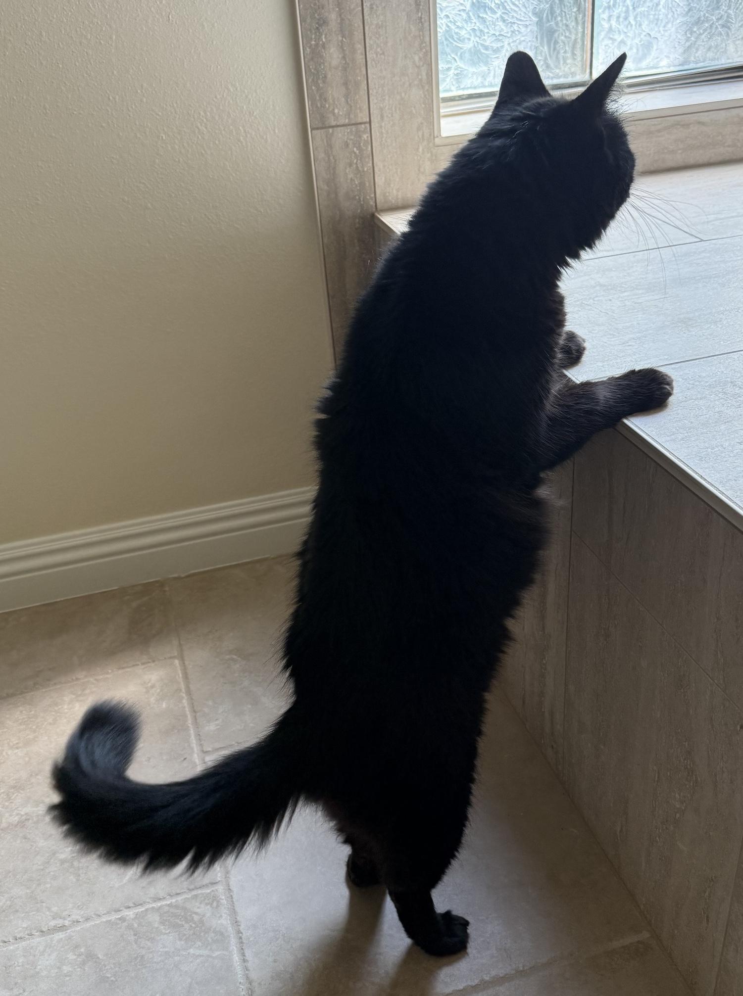 Enlarge Canelo, a Adoptable Domestic Long Hair in Sherman Oaks, CA image 3/4
