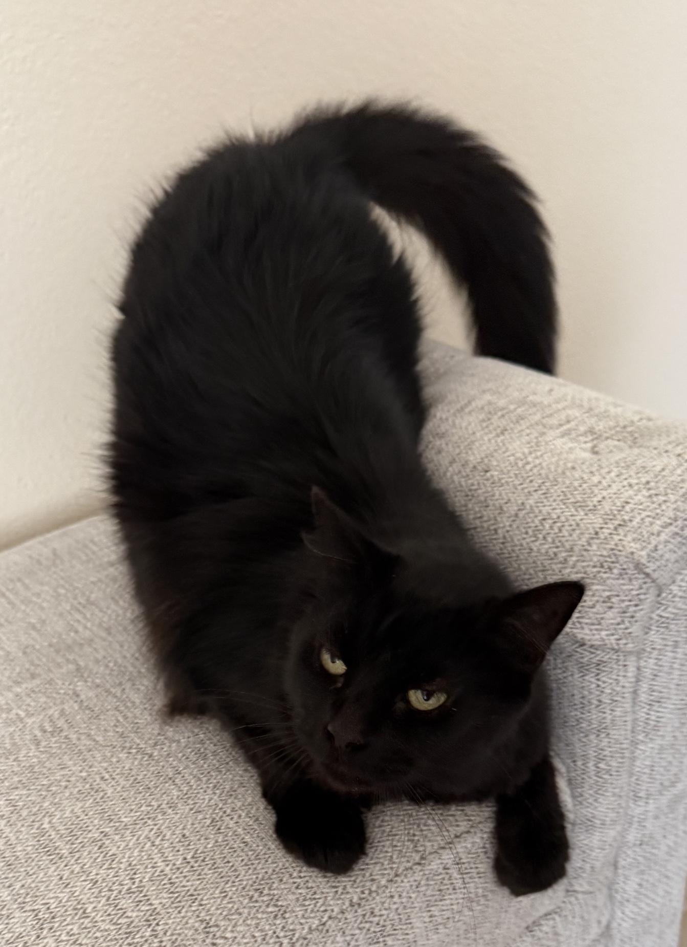 Canelo, Adoptable, Adult Male Domestic Long Hair.