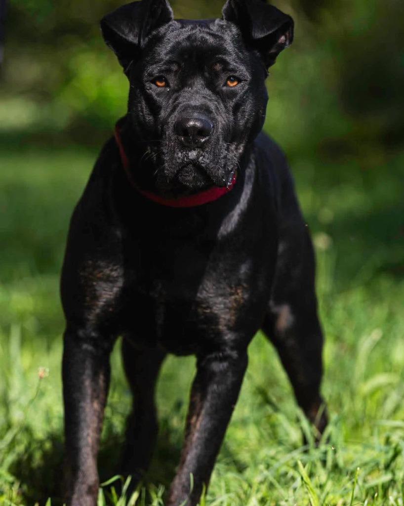 Newton, Adoptable, Young Male Pit Bull Terrier.