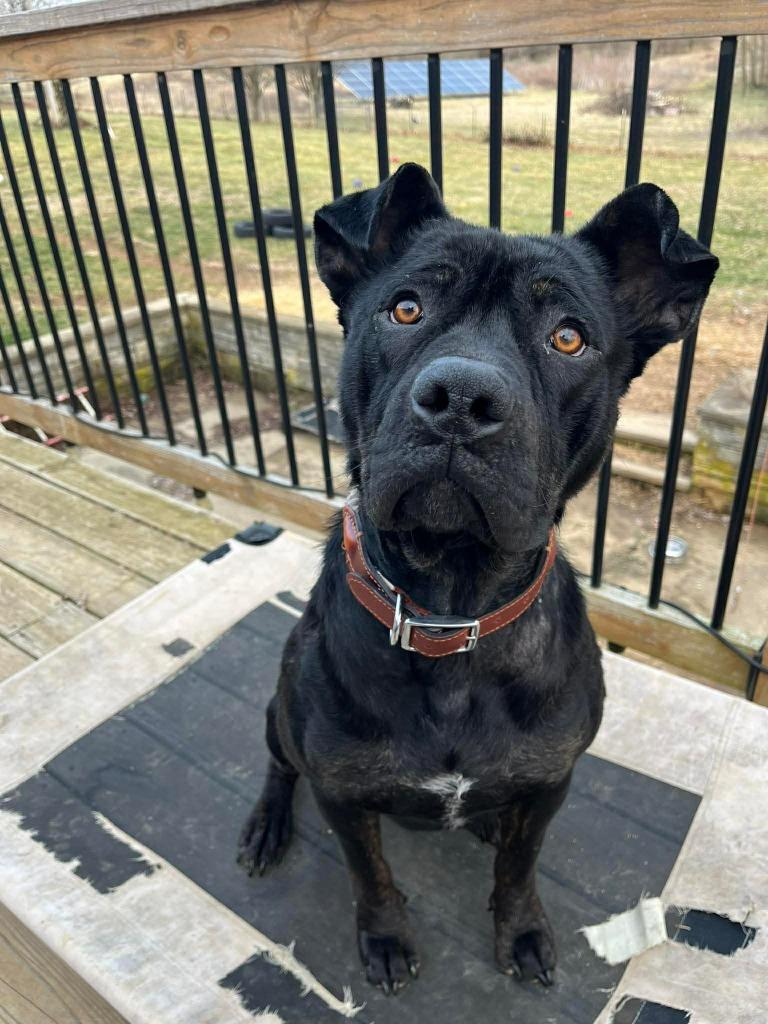 Enlarge Newton, a Adoptable Pit Bull Terrier in Lexington, KY image 1/6